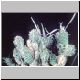 Tephrocactus_articulatus1.jpg